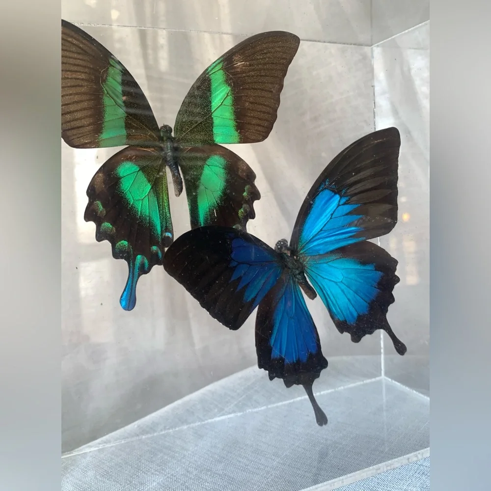 🦋 Vintage Butterfly Display Case - Picture 7 of 7